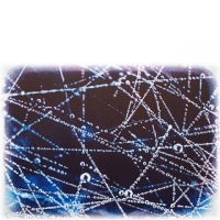 Dew on Spider's Web