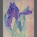 Purple Iris (unframed image size: 15cmx17.5cm)